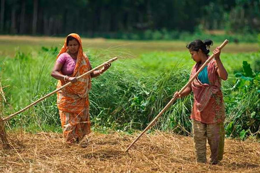 Women's contribution to agriculture The Financial Express
