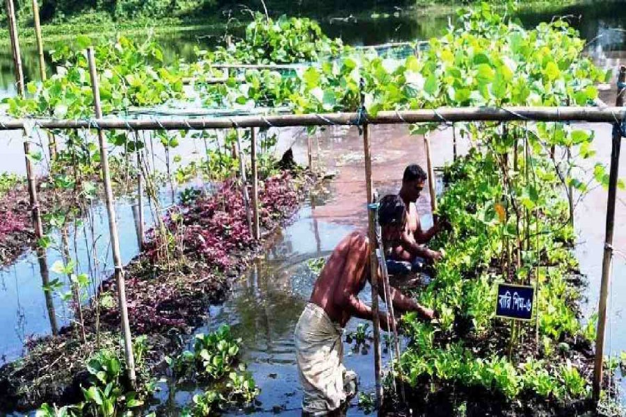 Vegetable farming on floating beds gets popularity in Sylhet The Financial Express