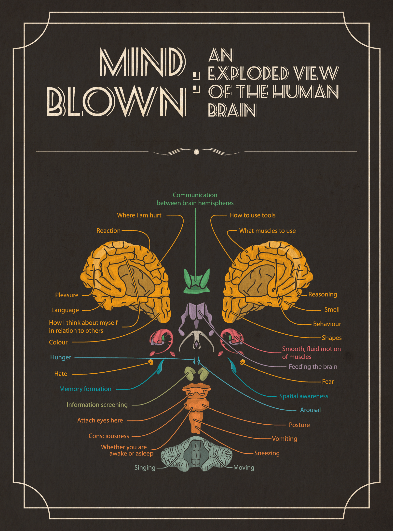 Mind Blown: An Exploded View of the Human Brain | TFE Times