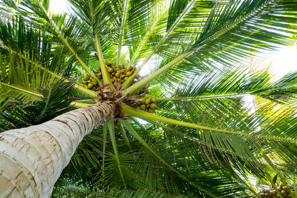 What Environmentalists Say About Palm Trees in India
