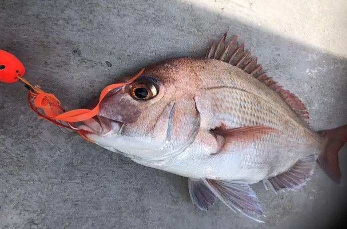 タイラバって何？タイラバの道具【タイラバ入門】 釣れるんか？