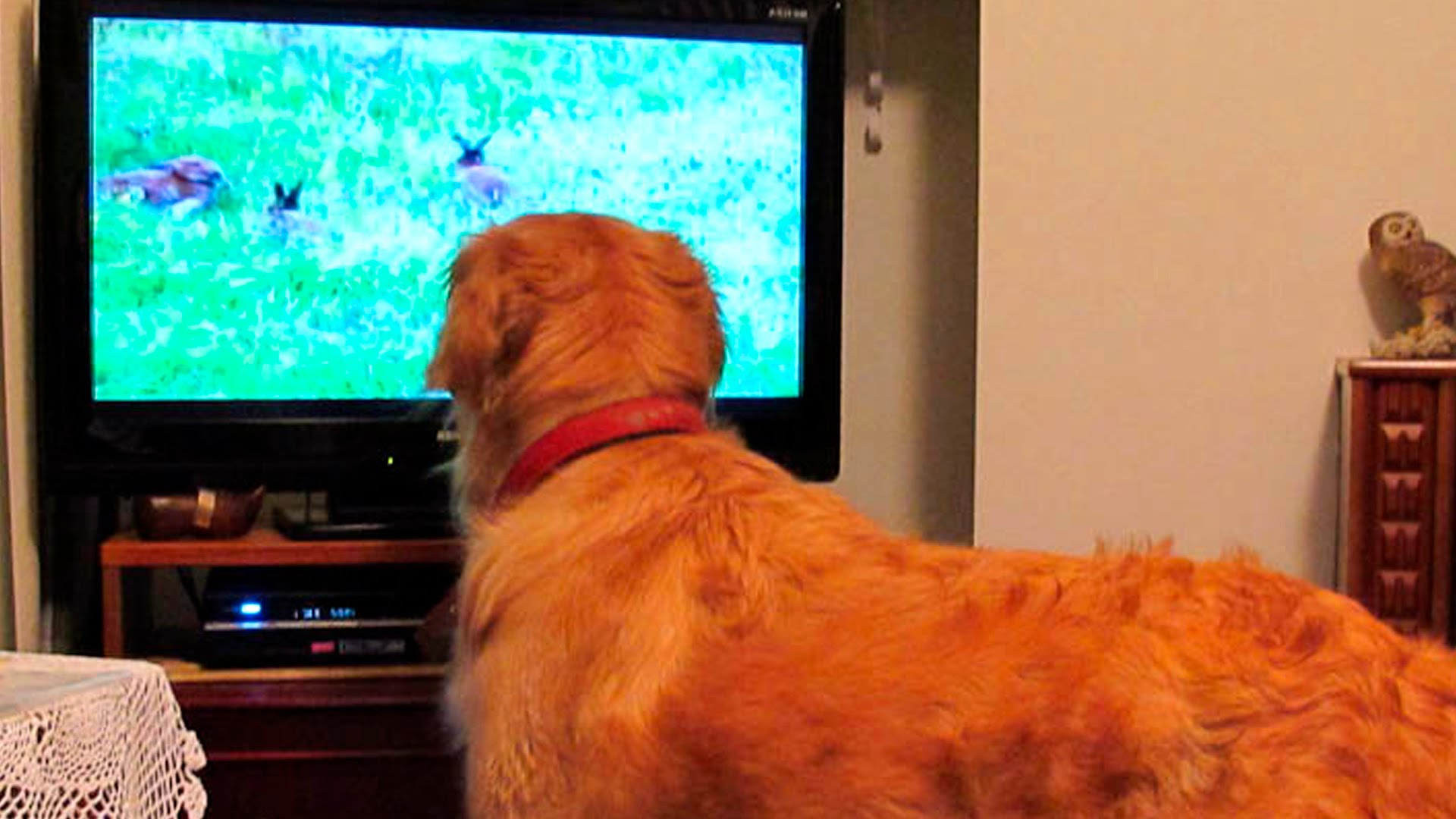 Dogs Watching Dogs on TV, You're