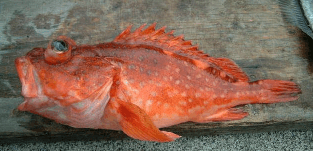 魚 変 な 名前 Kalamii