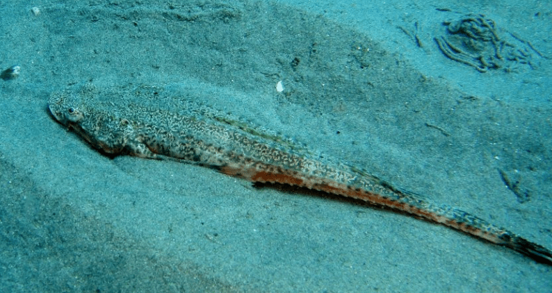 あの大物演歌歌手の名前が魚の名前？