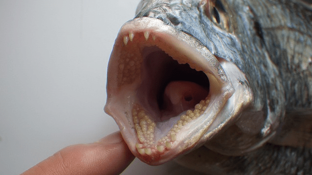 「魚の歯ってすごい！」食性により違いがある魚たちの歯 The firstone