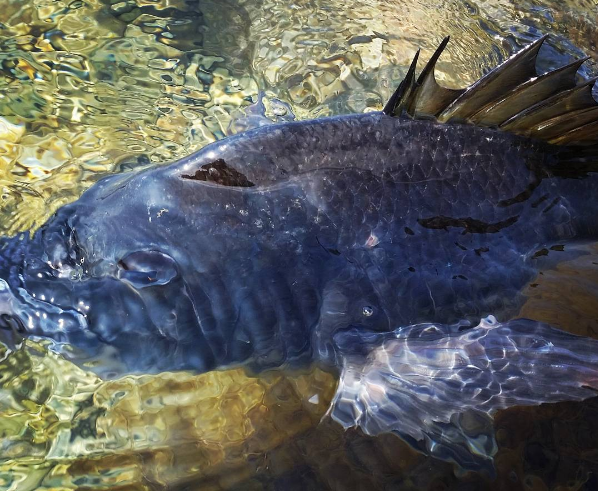 ルアーフィッシング、夏に釣れる海の魚 The firstone