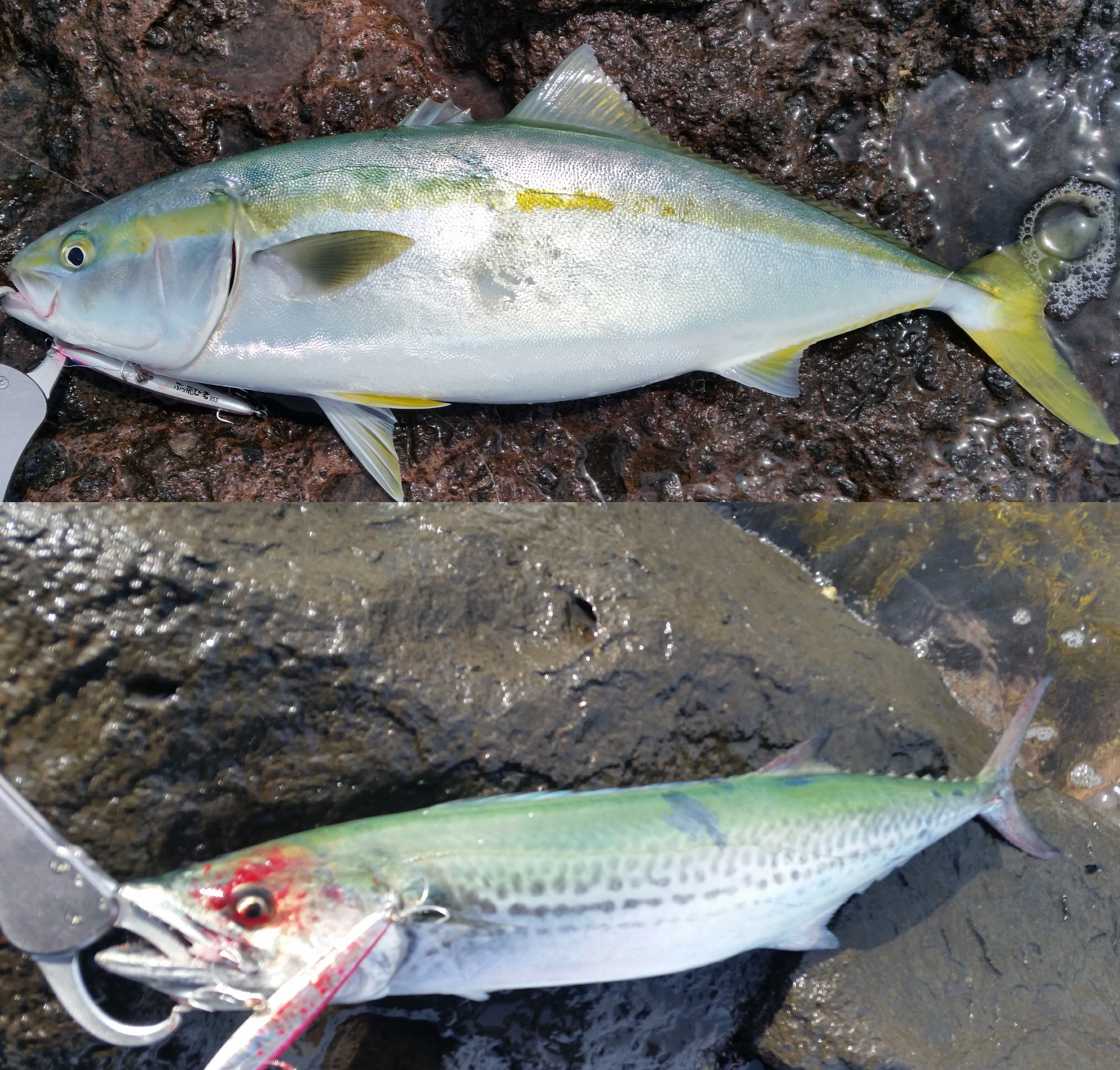 もう個人的にどこに行ってもこの魚と出会う