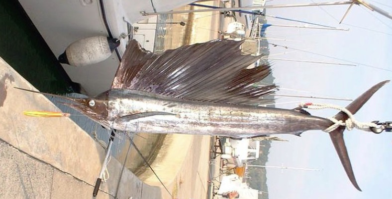 陸・海・空で最速の動物は？ The firstone