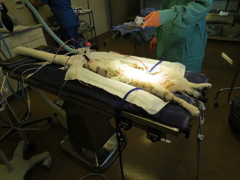 Veterinary Malpractice and Grooming Accidents The Fuzzy Pet