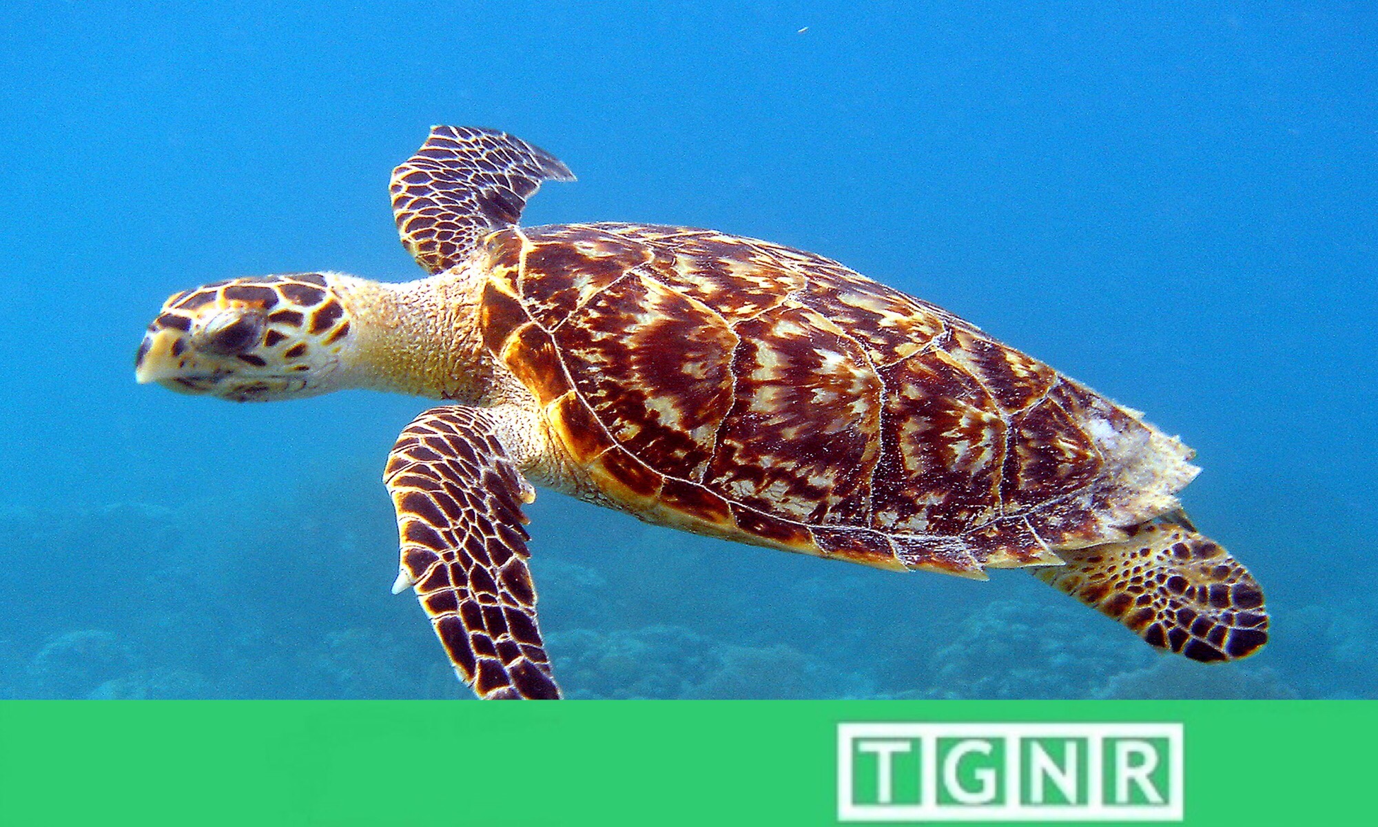 Hawksbill Sea Turtle Identified as First Known Bioflourescent Reptile