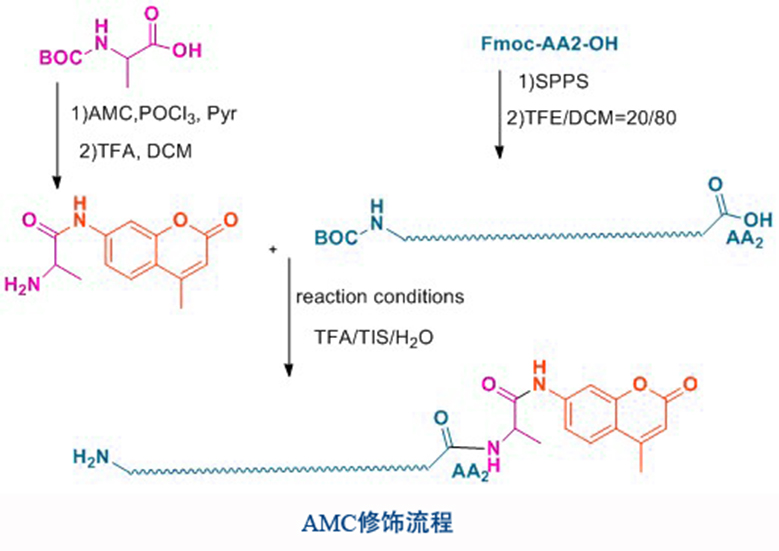 FITC/FAM LabelingNanjing TGpeptide Co., Ltd