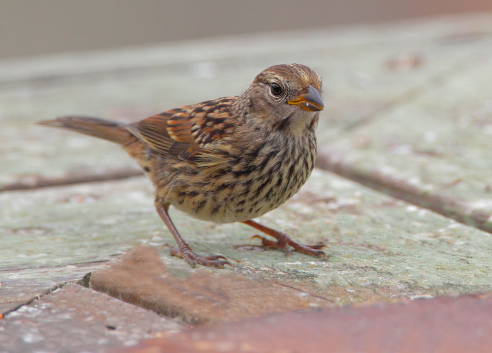 WhitecrownedSparrowp