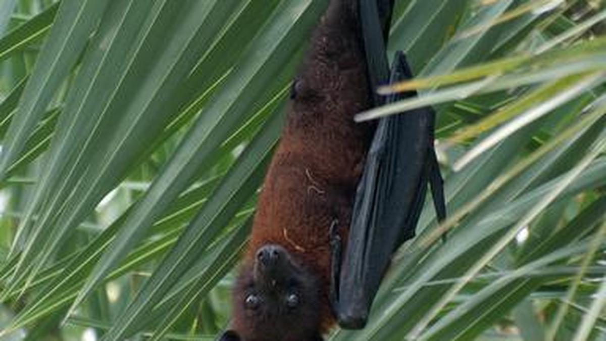 Why our city’s bats are most misunderstood The Hindu