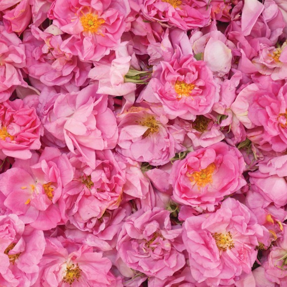 Neal's Yard Remedies Rose & Mallow Moisturiser Neal's Yard Remedies