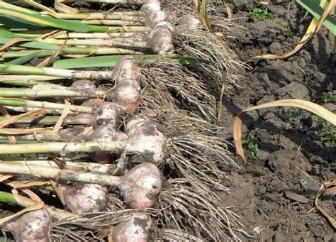 Правила хранения лука и чеснока без потерь влаги и признаков гниения