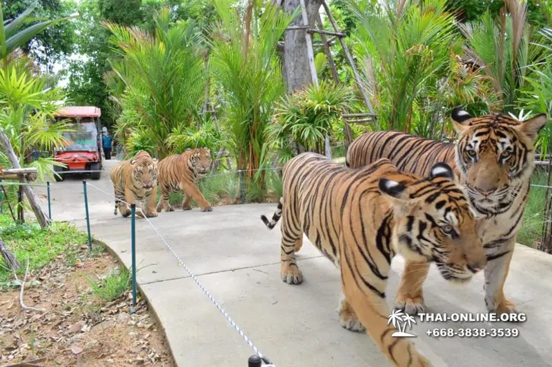 Pattaya Tiger Park Pattaya Thailand tourist attractions, best things to do, must visit places