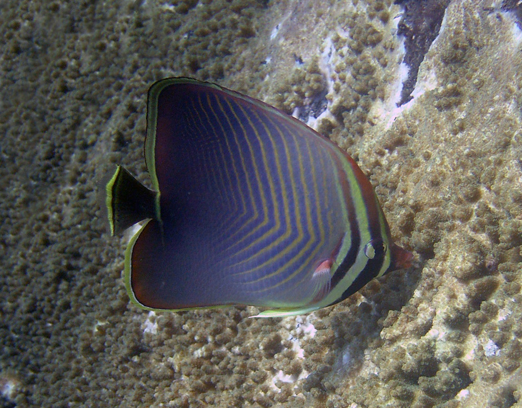 Butterflyfishes Thai Scuba