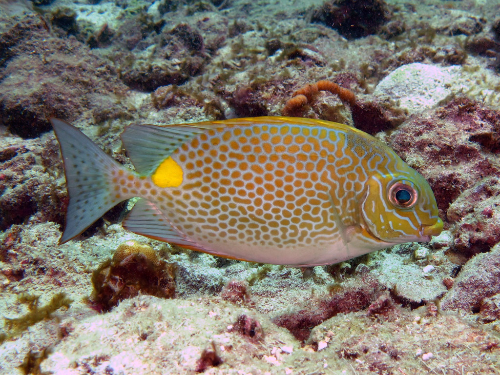 Rabbitfishes Thai Scuba