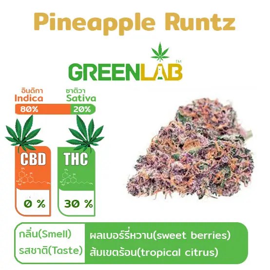 Buy Pineapple Runtz Online at Best Price in Thailand ThaiGreenLab Shop