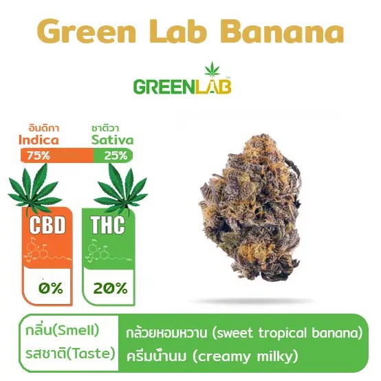 Buy Green Lab Banana Online at Best Price in Thailand ThaiGreenLab Shop