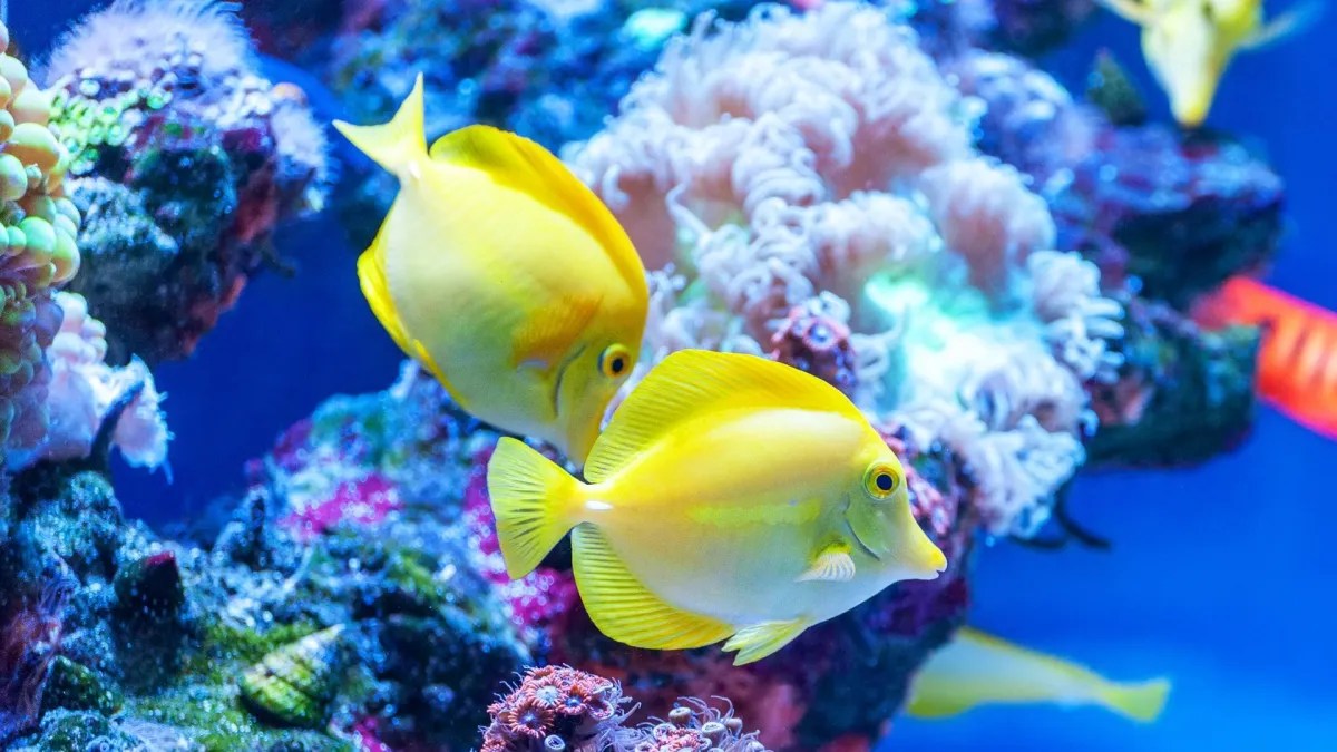 Method and condition for issuance of aquatic animal health certificate for export THAILAND.GO.TH