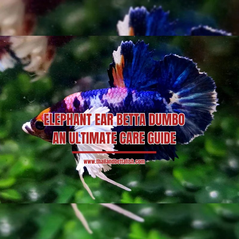 Elephant Ear Betta (Dumbo) An Ultimate Care Guide