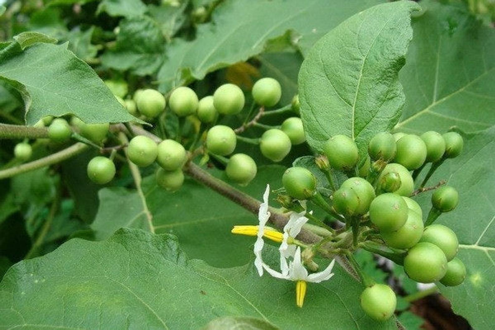 Growing Thai Pea Eggplant A StepbyStep Guide for Home Gardeners