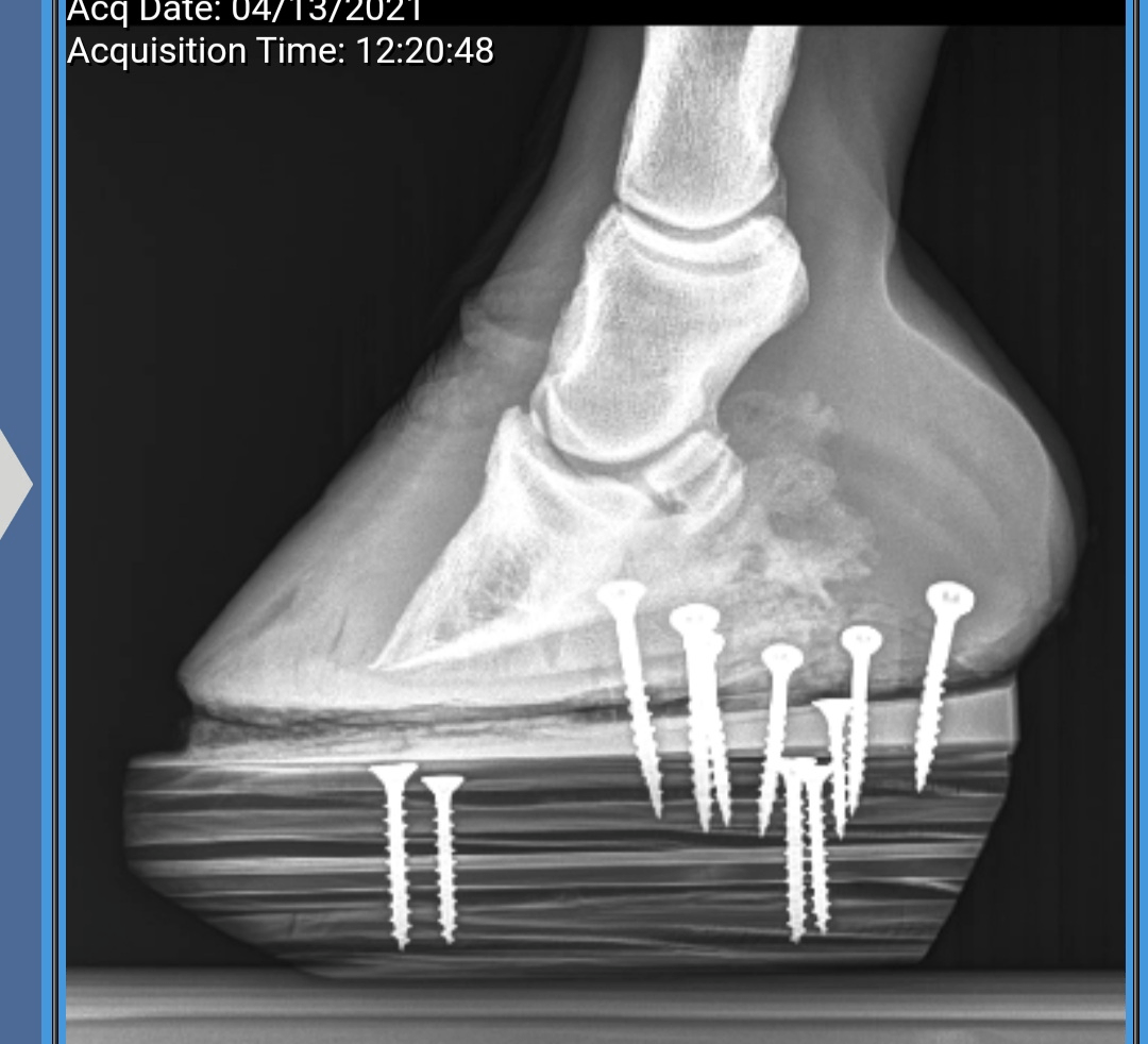 Complex Podiatry Cases in Santa Fe, NM Thal Equine Regional Equine