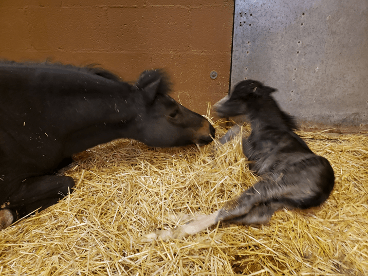 Reproduction in Santa Fe, NM Thal Equine Regional Equine Hospital
