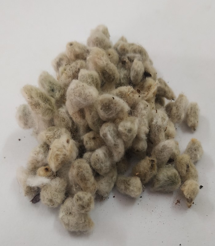 Buy Cotton Seeds (raw) / Paruthi vidhai online