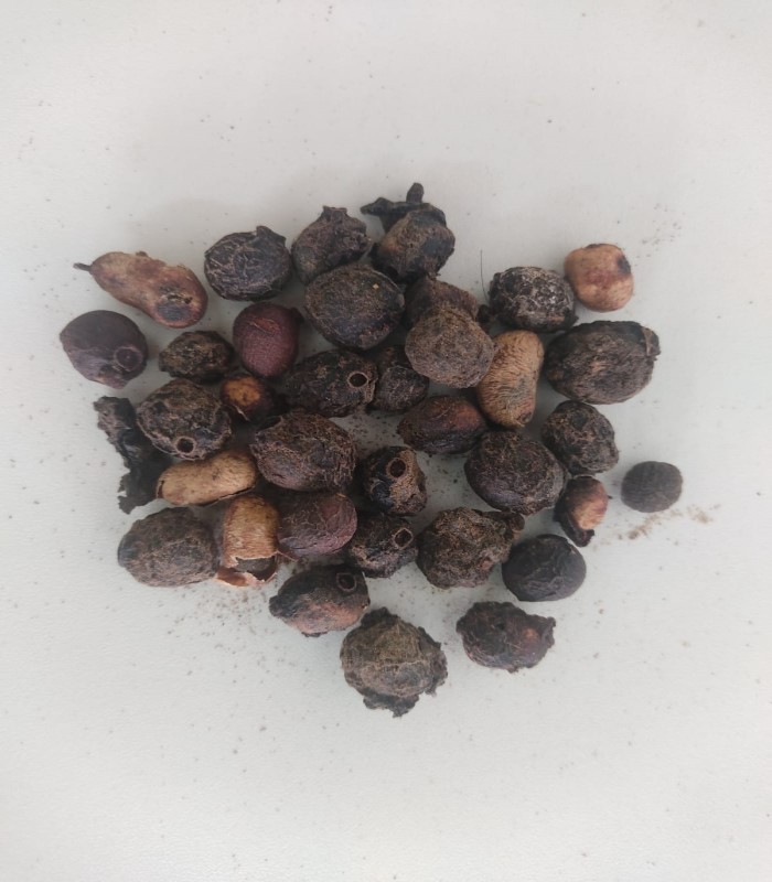 Buy Jamun Tree Seed Dried (Raw) / Naval Kottai online