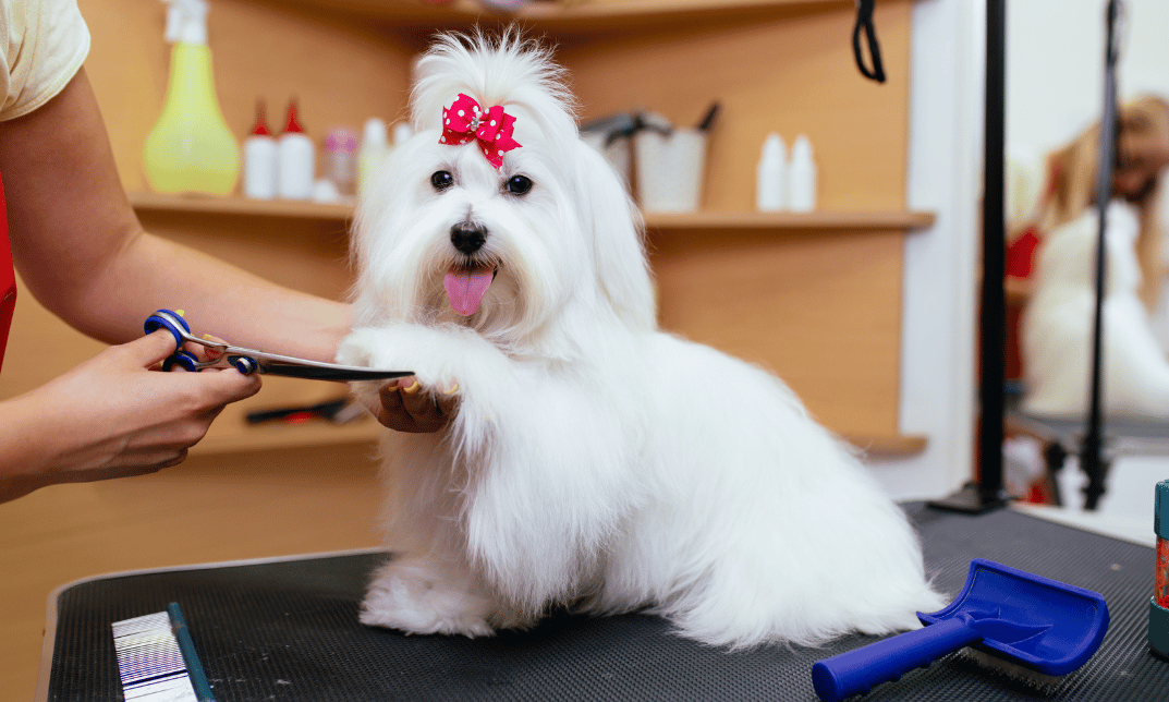Basics of Dog Grooming Thames College
