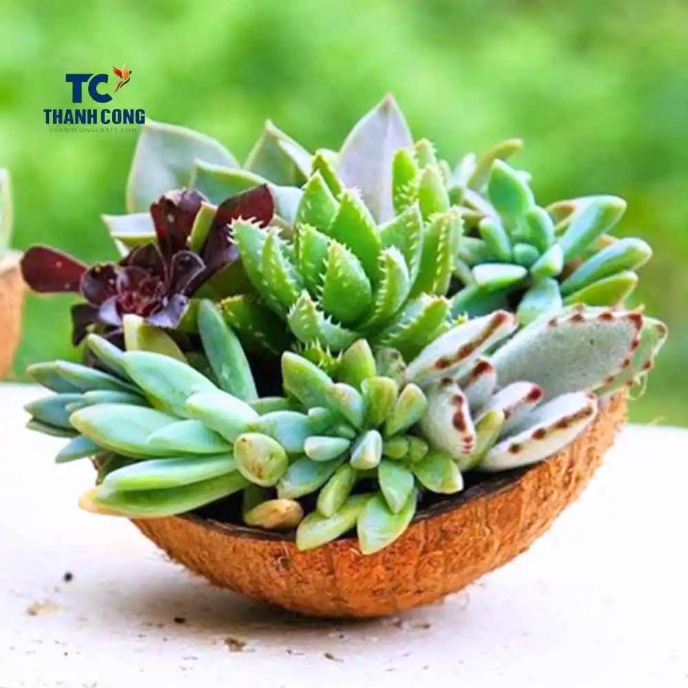 Using Coconut Shell Do You Know The Following 6 Ways?