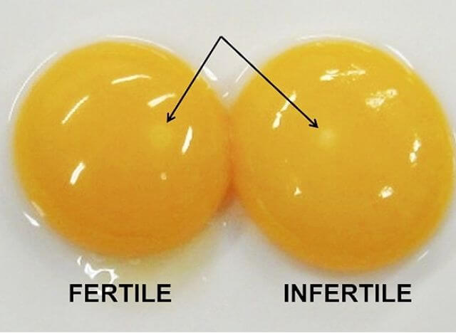 Why do chickens lay unfertilized eggs? Thank Chickens