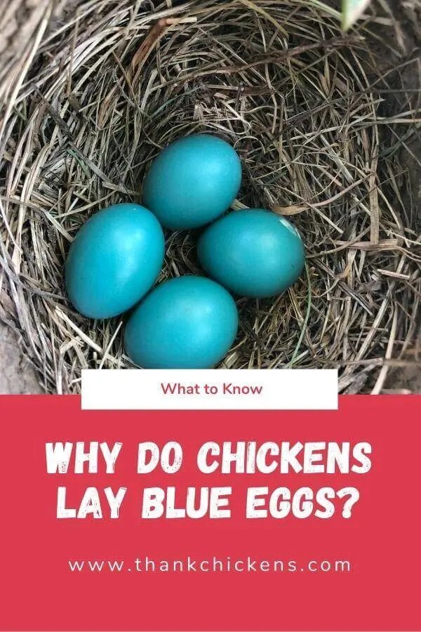 Why do chickens lay blue eggs? Thank Chickens