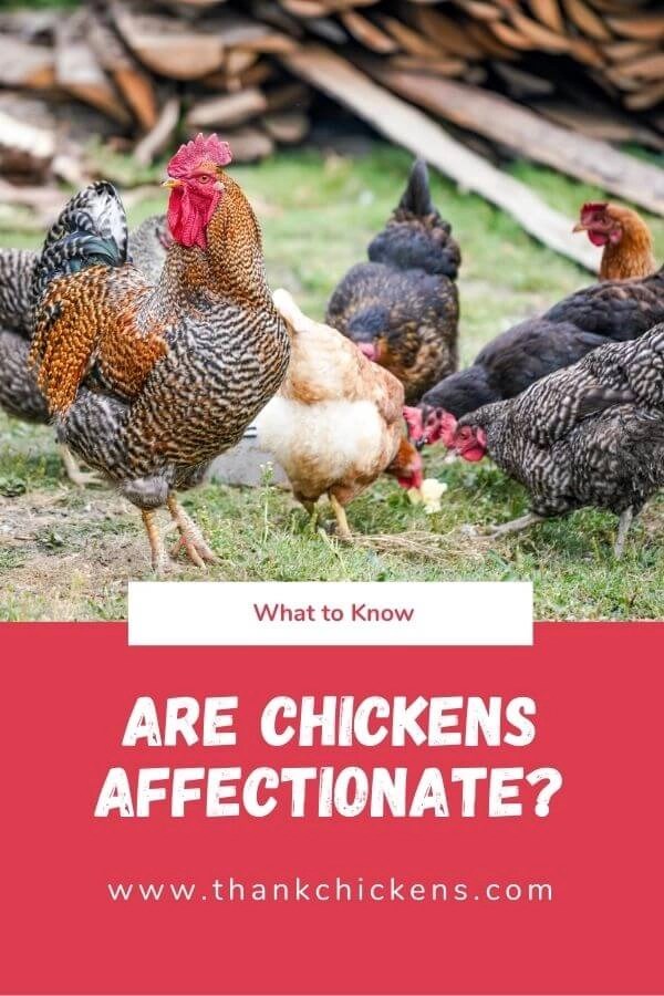 Are chickens affectionate? Thank Chickens