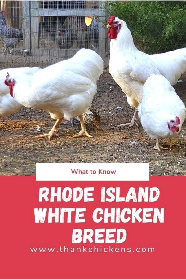 Rhode Island White Chicken Breed Thank Chickens
