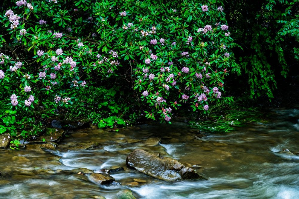 12 Native Evergreen Shrubs of Pennsylvania You Will Adore