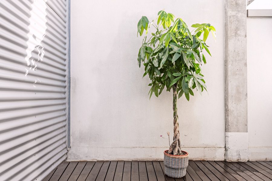 14 Best Low Light Indoor Plants Safe For Cats