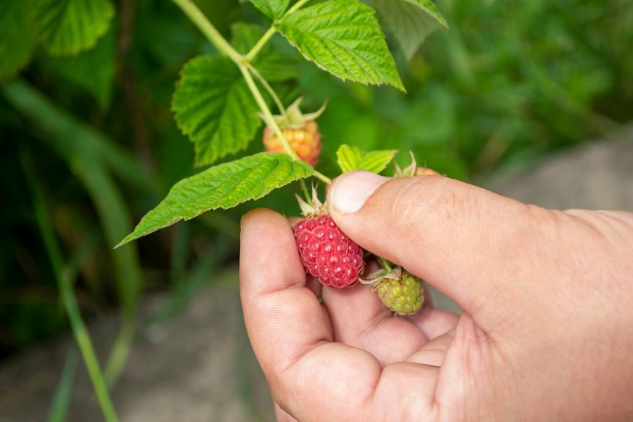10 Edible Wild Berries in Ohio. Fresh and Flavorful!