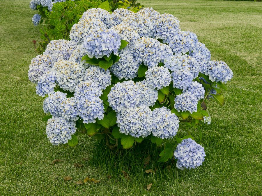 10 Best Plants For Arizona Summer To Grow In Your Backyard Garden