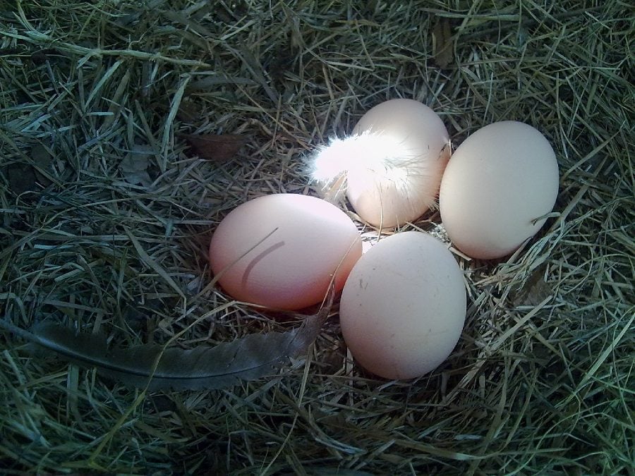 Do Chickens Need a Rooster to Lay Eggs? Thank Your Garden
