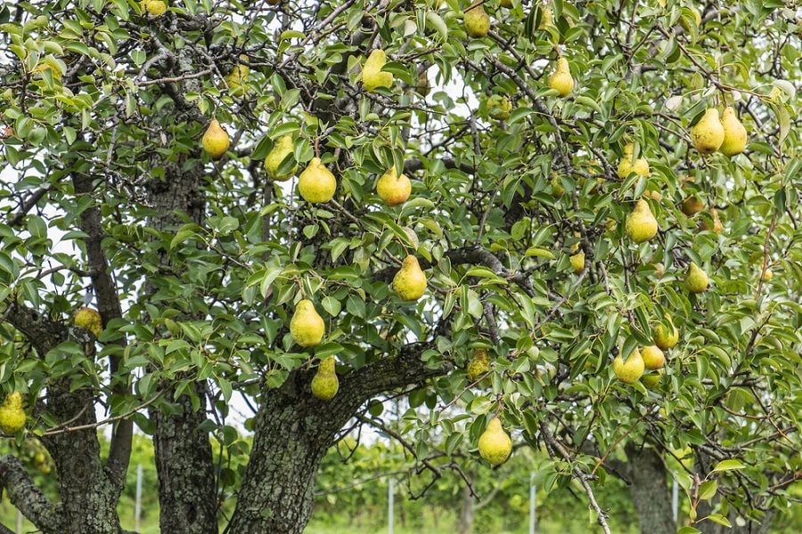 12 Best Fruits To Grow In North Texas That Are Tasty And Healthy