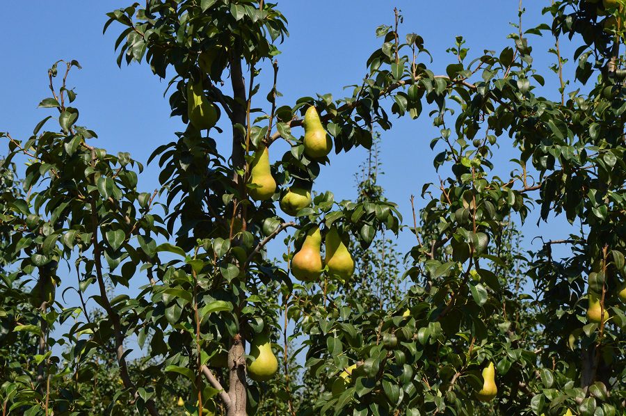 11 Fruit Trees in Louisiana You Can Grow By Yourself