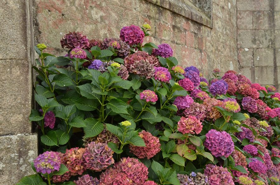 10 Lowmaintenance Plants for North Carolina