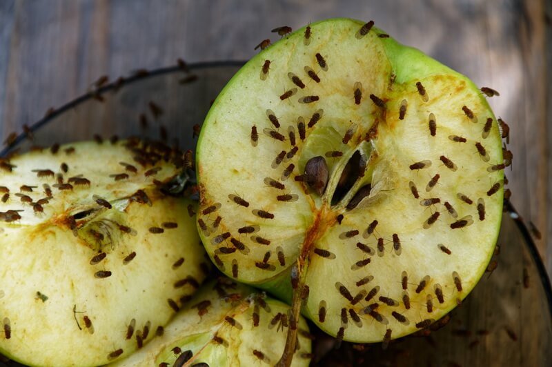 Do Bug Zappers Work on Fruit Flies? Thanos Home