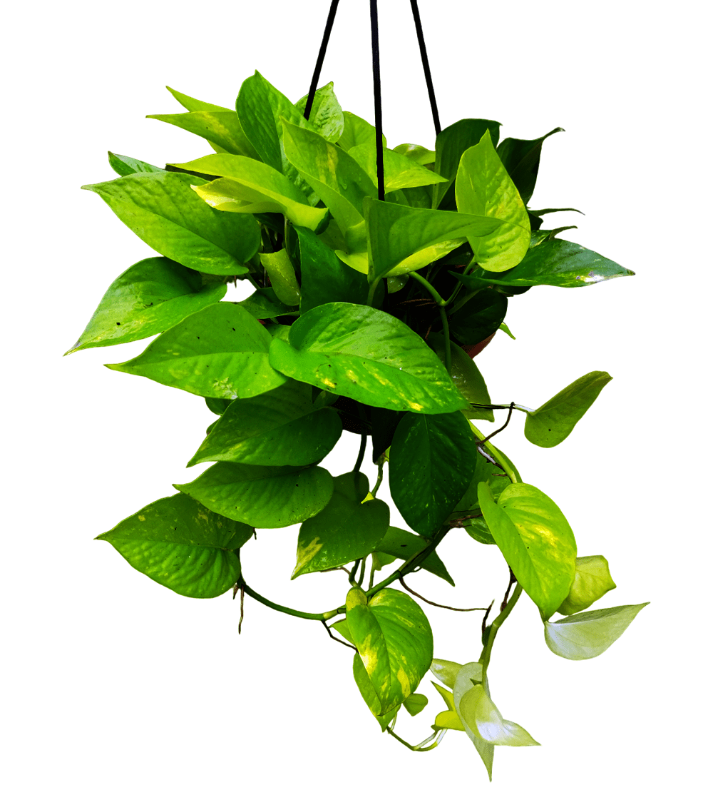 Golden Pothos Tharians Garden