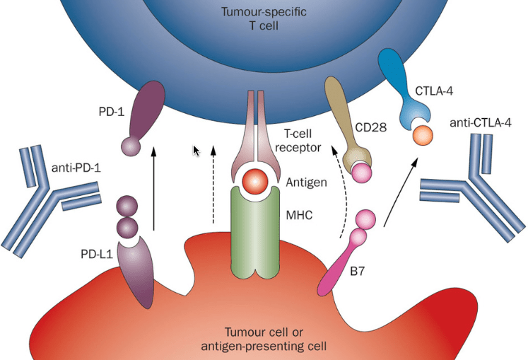 Nivolumab (Opdivo) Survival benefit in NSCLC thasso
