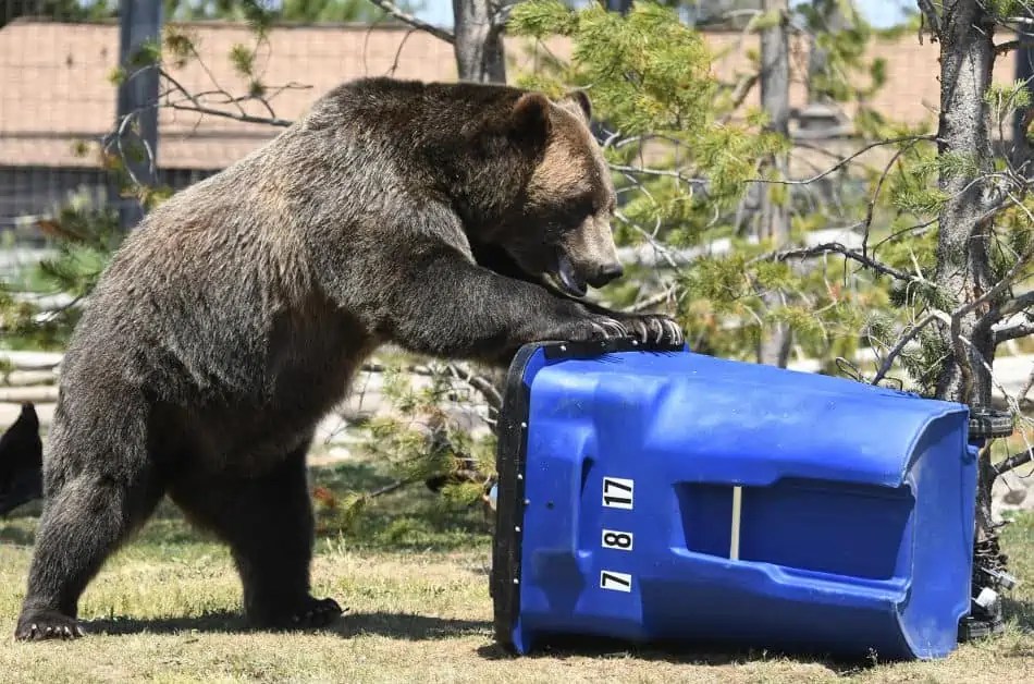 9 Tips For A Bear Proof Compost Bin (What Composter To Buy)