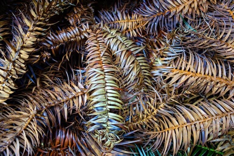 Can I Compost Pine Cones and Pine Needles? (Yes, carefully)